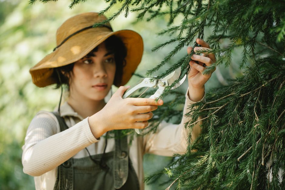 A woman wearing a wide-brimmed straw hat and beige long-sleeved shirt is engaged in garden maintenance, carefully trimming a lush green conifer branch with a pair of silver pruning shears. The dense f